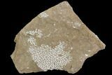 Ordovician Bryozoans (Chasmatopora) Plate - Estonia #98016-1